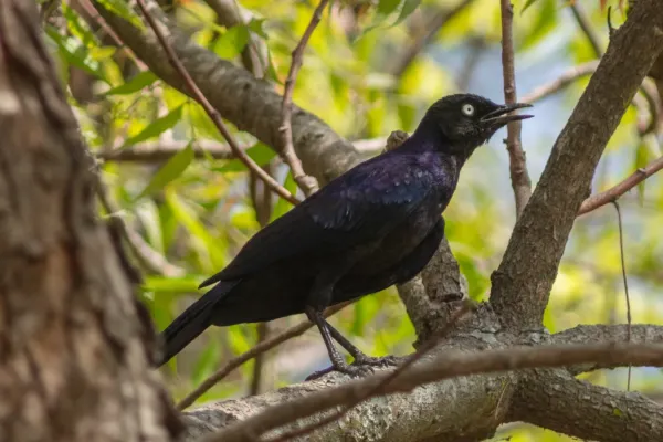 File:Estornino de Rüppell (Lamprotornis purpuroptera), Terekeka, Sudán del Sur, 2024-01-28, DD 121.jpg
