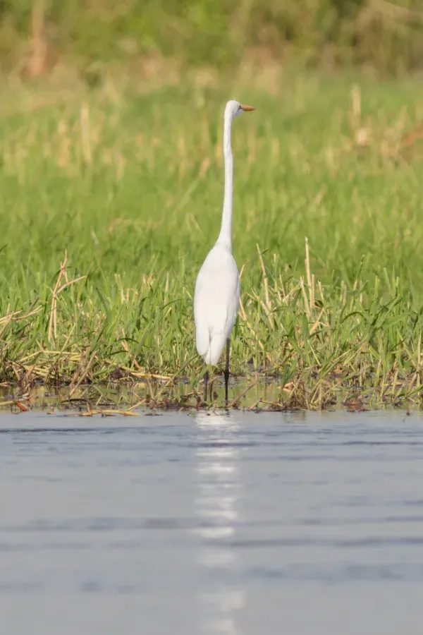 File:Garceta piquicorta (Ardea brachyrhyncha), Terekeka, Sudán del Sur, 2024-01-28, DD 141.jpg