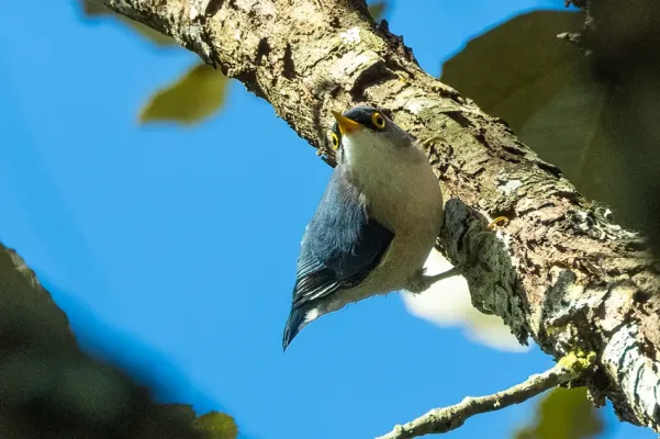 File:Sitta solangiae 5354.jpg