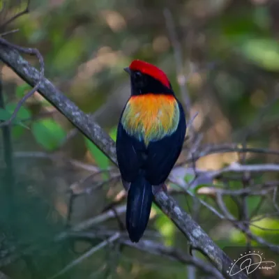 File:Antilophia galeata × Chiroxiphia caudata.jpg