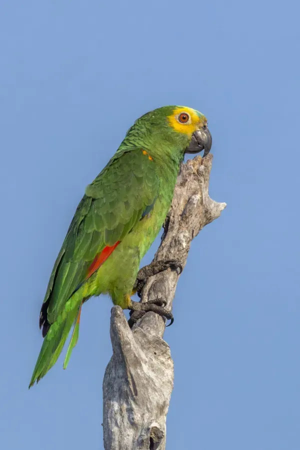 File:Turquoise-fronted amazon (Amazona aestiva) Rio Negro.jpg