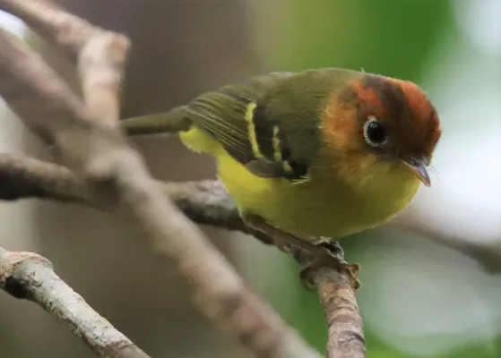 File:Phylloscopus montis 88.jpg