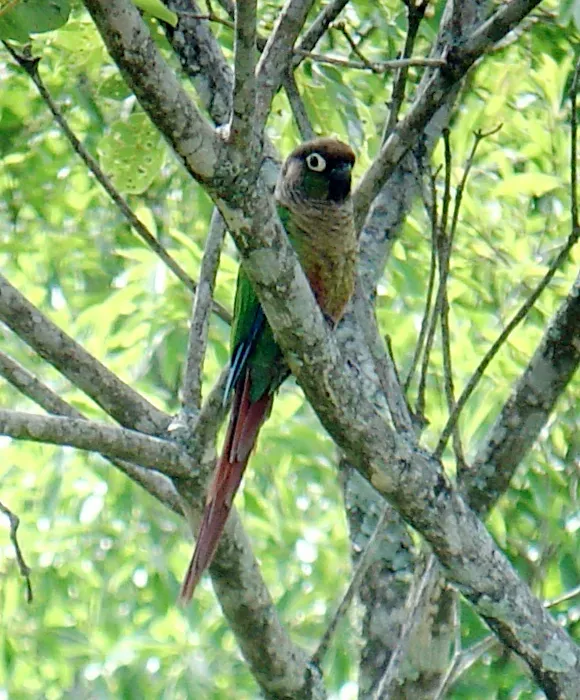 File:Green-cheeked Parakeet (Pyrrhura molinae molinae), Samaipata, Bolivia 2.jpg