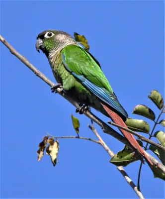 File:Green-cheeked Parakeet (Pyrrhura molinae australis), Santa Bárbara, Jujuy, Argentina 1.jpg