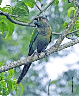 File:Green-cheeked Parakeet (Pyrrhura molinae australis), Santa Bárbara, Jujuy, Argentina 2.jpg