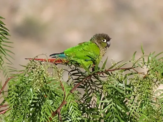 File:Green-cheeked Parakeet (Pyrrhura molinae molinae), Narciso Campero, Bolivia 1.jpg