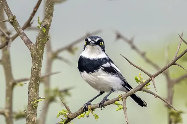 File:Chinspot batis (Batis molitor molitor) male Kruger 2.jpg