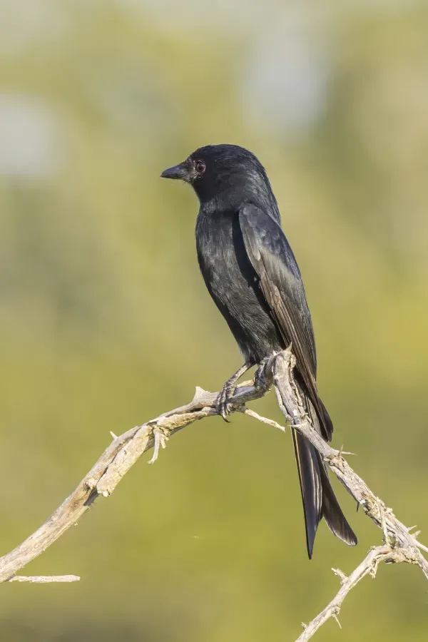 File:Fork-tailed drongo (Dicrurus adsimilis adsimilis) Kruger.jpg