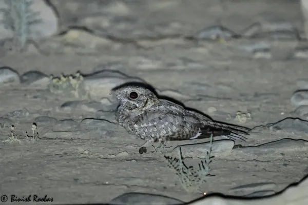 File:Caprimulgusnubicus.jpg