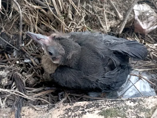 File:Polluelo de zanate (Quiscalus mexicanus).jpg