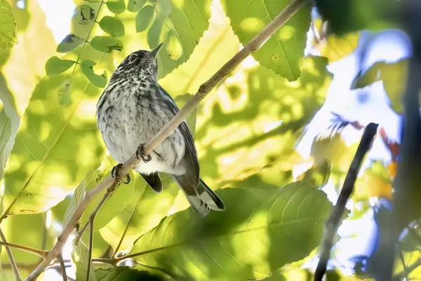 File:Setophaga angelae 177764710.jpg