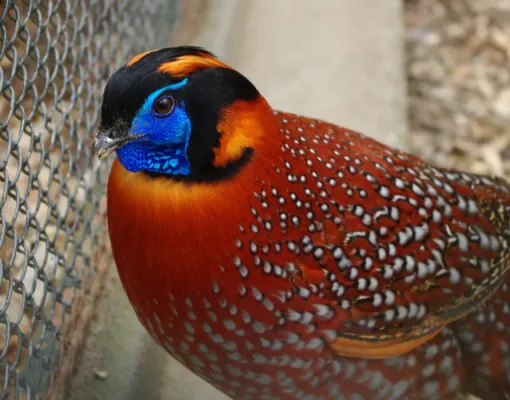 File:Tragopan temminckii ZOO Poznań.jpg