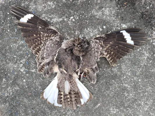 File:Caprimulgus affinis roadkilled Cirarokohay 20210327.jpg