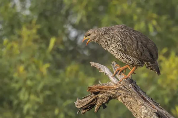 File:Natal spurfowl (Pternistis natalensis) Kruger.jpg