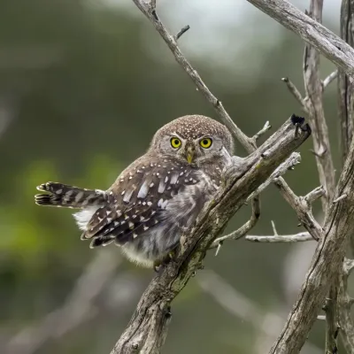 File:Pearl-spotted owlet (Glaucidium perlatum licua) Kruger.jpg