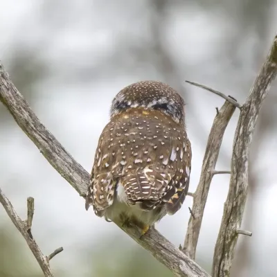 File:Pearl-spotted owlet (Glaucidium perlatum licua) back Kruger.jpg