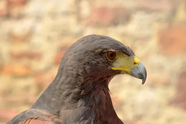 File:Parabuteo unicinctus (Temminck 1824).jpg