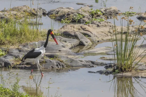File:Saddle-billed stork (Ephippiorhynchus senegalensis) Kruger.jpg