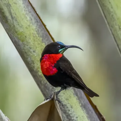 File:Scarlet-chested sunbird (Chalcomitra senegalensis gutturalis) male Matsapha 2.jpg