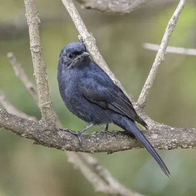 File:Southern black flycatcher (Melaenornis pammelaina ater) Matsapha.jpg