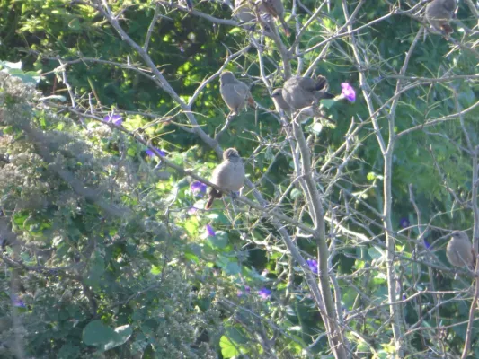 File:Agelaioides badius212300431.jpeg