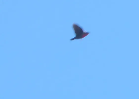 File:Leistes superciliaris212301014.jpeg