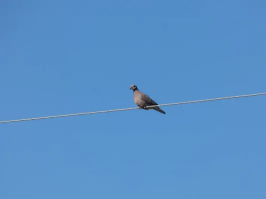 File:Zenaida auriculata212301095.jpeg