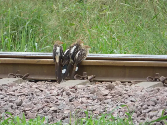 File:Guira guira212304718.jpeg