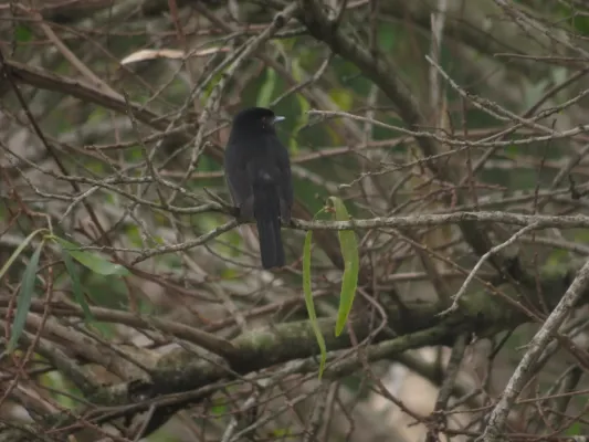 File:Knipolegus cyanirostris209883700.jpeg