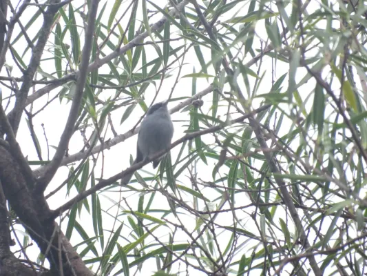 File:Polioptila dumicola209883723.jpeg