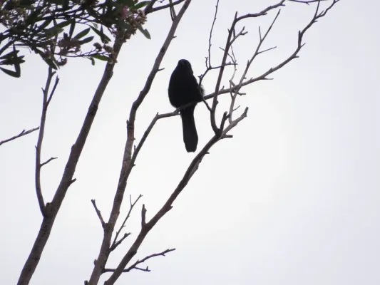 File:Icterus pyrrhopterus213415864.jpeg