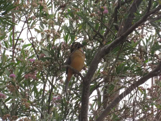 File:Saltator aurantiirostris213415883.jpeg