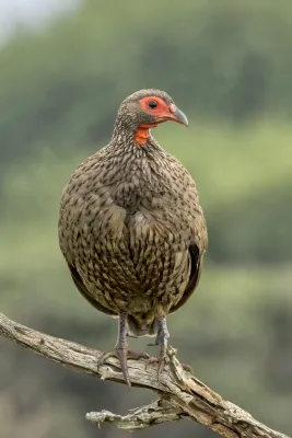 File:Swainson's spurfowl (Pternistis swainsonii) Kruger 2.jpg