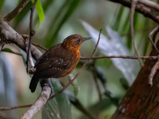 File:Myrmelastes schistaceus Slate-colored Antbird (female); Atalaia do Norte, Amazonas, Brazil.jpg