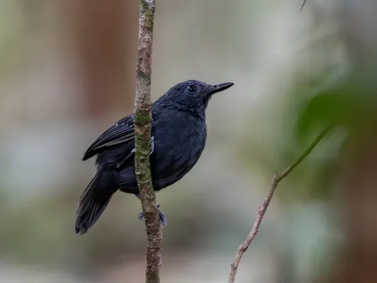 File:Myrmelastes schistaceus Slate-colored Antbird (male); Atalaia do Norte, Amazonas, Brazil.jpg