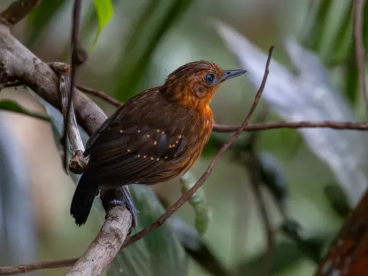 File:Myrmelastes schistaceus Slate-colored Antbird (female); Atalaia do Norte, Amazonas, Brazil (cropped).jpg