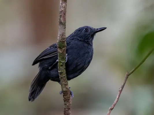 File:Myrmelastes schistaceus Slate-colored Antbird (male); Atalaia do Norte, Amazonas, Brazil (cropped).jpg