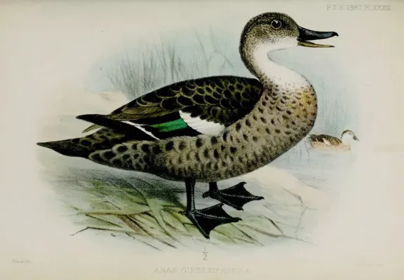File:AnasGibberifronsSmit.jpg