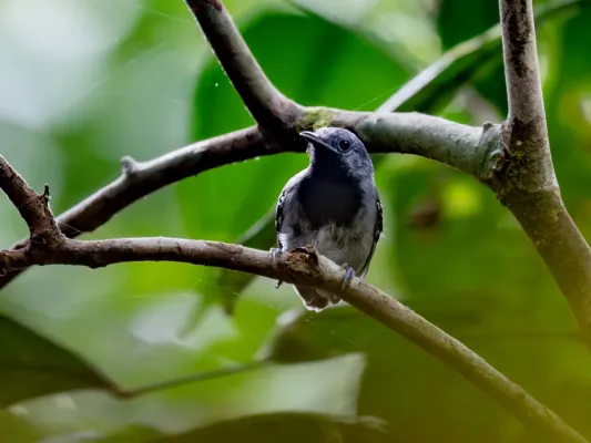 File:Myrmotherula iheringi heteroptera Purus Antwren (male); Atalaia do Norte, Amazonas, Brazil.jpg
