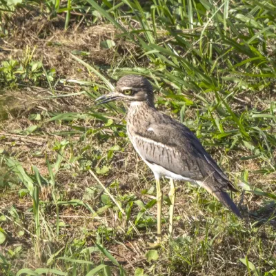 File:Water thick-knee (Burhinus vermiculatus vermiculatus) Mlilwane.jpg