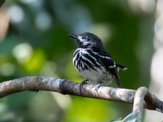 File:Hylophylax punctulatus - Dot-backed Antbird (male); Atalaia do Norte, Amazonas, Brazil (cropped).jpg