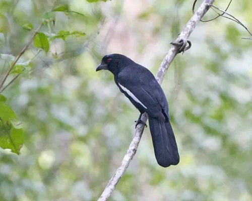 File:Black Magpie Platysmurus leucopterus.jpg