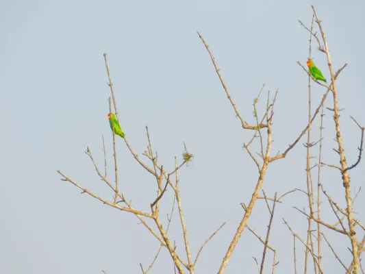 File:Agapornis pullarius 2024.jpg