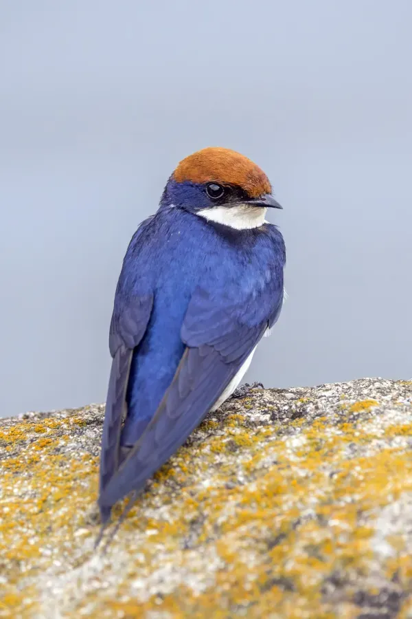 File:Wire-tailed swallow (Hirundo smithii smithii) immature Matsapha.jpg