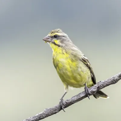 File:Yellow-fronted canary (Crithagra mozambica granti) female Kruger.jpg