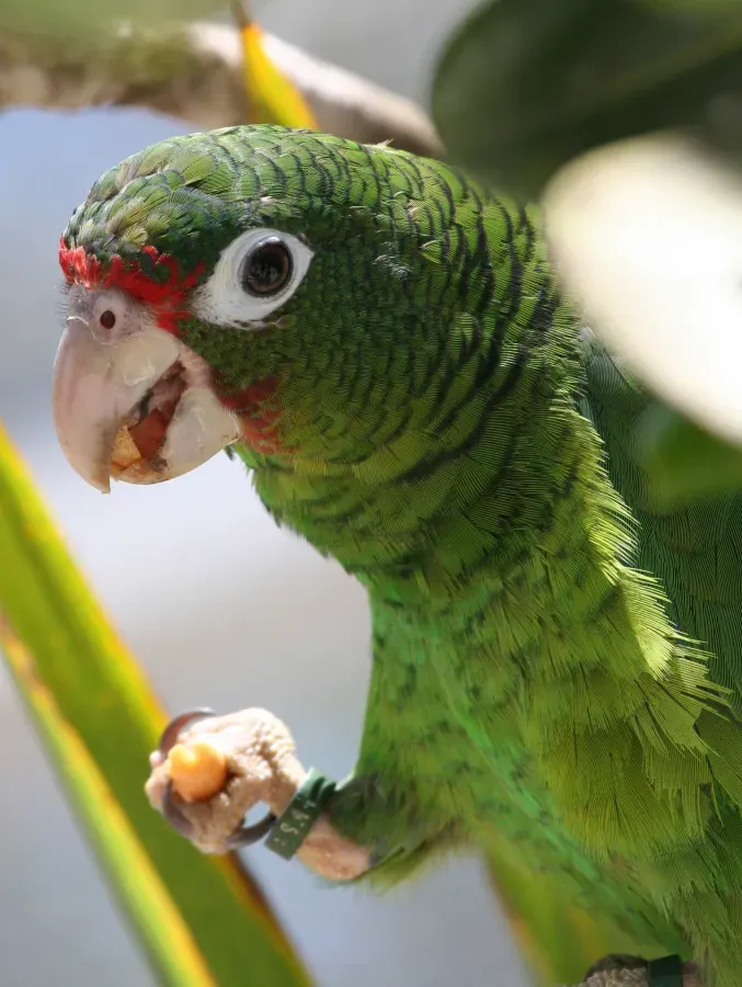 File:Amazona vittata -Iguaca Aviary, Puerto Rica-8a.jpg