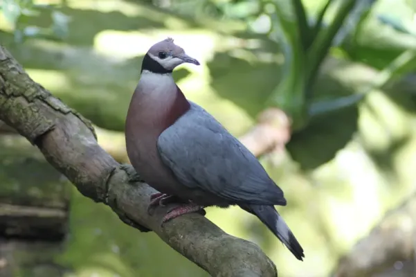 File:Ducula mullerii -San Diego Zoo, California, USA-8a.jpg