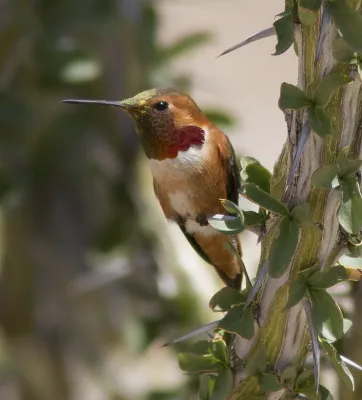 File:Allen's Hummingbird (Selasphorus sasin).jpg