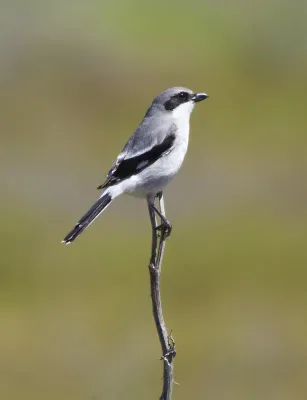File:Loggerhead Shrike (Lanius ludovicianus).jpg
