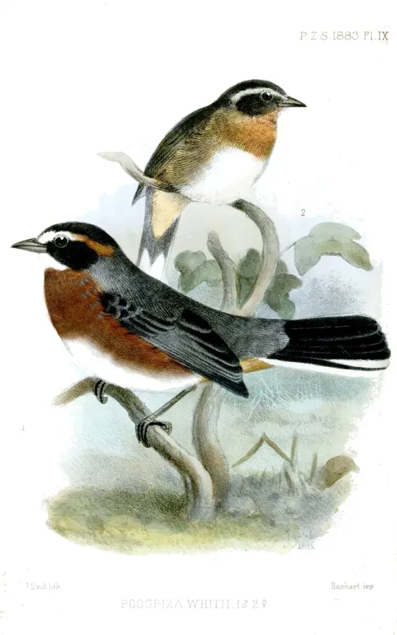 File:PoospizaWhitiiSmit.jpg